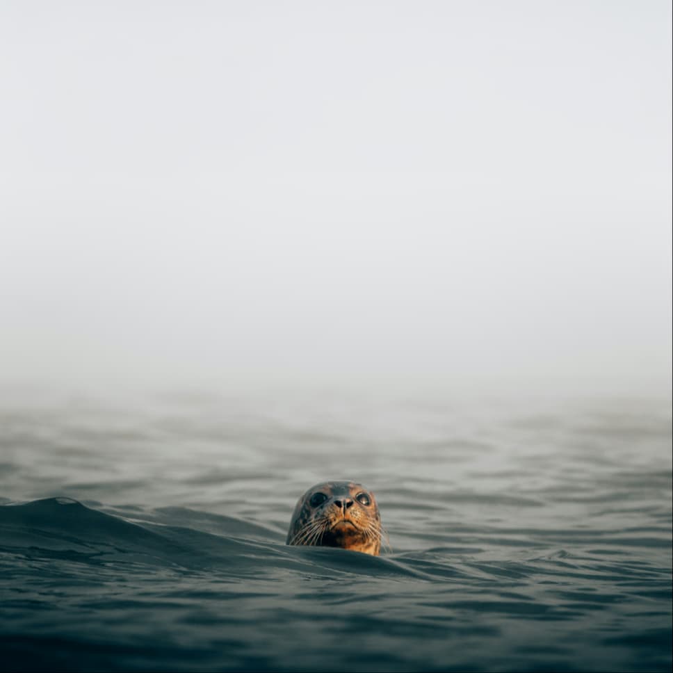 Blue Marine Foundation